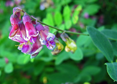 Lathyrus niger