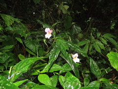 Impatiens uniflora