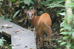 Cephalophorus nigrifrons