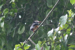 Prionops rufiventris