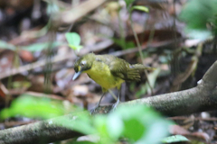 Bleda notatus