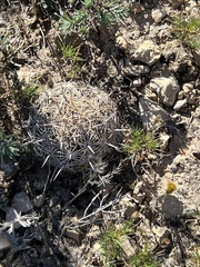 Coryphantha echinus