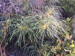 Banksia elderiana