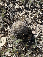 Coryphantha echinus