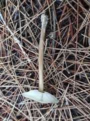 Melanoleuca