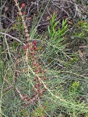 Allocasuarina striata