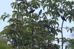 Hylopsar purpureiceps