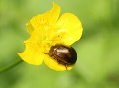 Chrysolina staphylaea