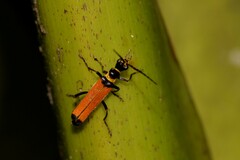 Chauliognathus atricornis