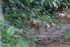 Cephalophorus nigrifrons