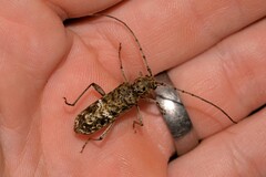 Phacodes