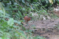 Cephalophorus nigrifrons