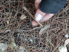 Melanoleuca