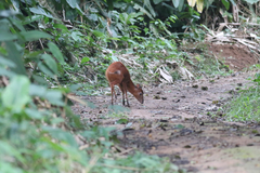 Cephalophorus nigrifrons