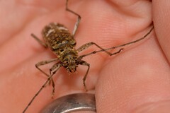 Phacodes