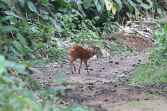 Cephalophorus nigrifrons