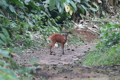 Cephalophorus nigrifrons