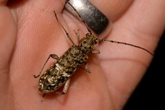 Phacodes