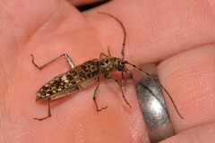 Phacodes