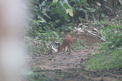 Cephalophorus nigrifrons
