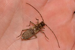 Phacodes