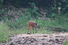Cephalophorus nigrifrons