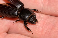 Mastachilus australasicus