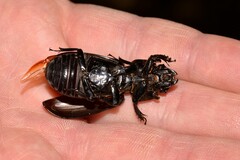 Mastachilus australasicus