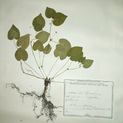 Rostratae