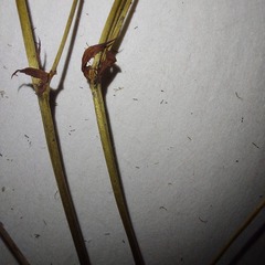 Rostratae