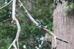 Halcyon senegalensis