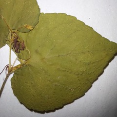 Rostratae