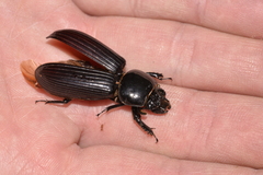 Mastachilus australasicus