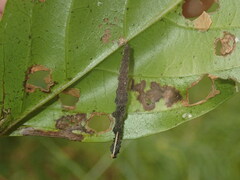 Stericta