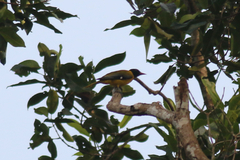 Oriolus brachyrynchus
