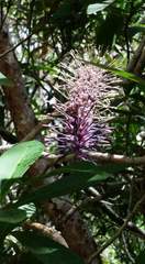 Helicia australasica