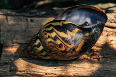 Achatina schweinfurthi