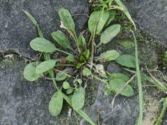 Arabidopsis thaliana