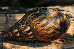 Achatina schweinfurthi