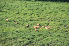 Syncerus caffer nanus