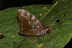 Corades medeba