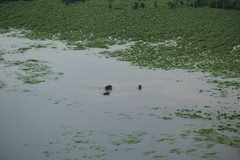 Loxodonta cyclotis