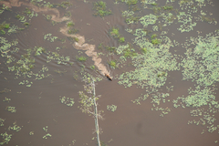 Syncerus caffer nanus