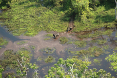 Loxodonta cyclotis