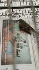 Elaenia albiceps