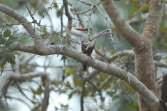 Halcyon leucocephala