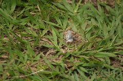 Burnsius orcynoides