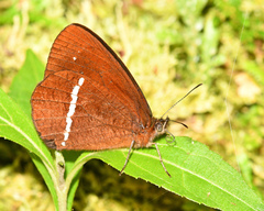Lymanopoda albocincta