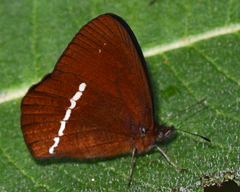 Lymanopoda albocincta