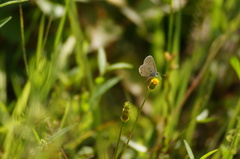 Hemiargus hanno